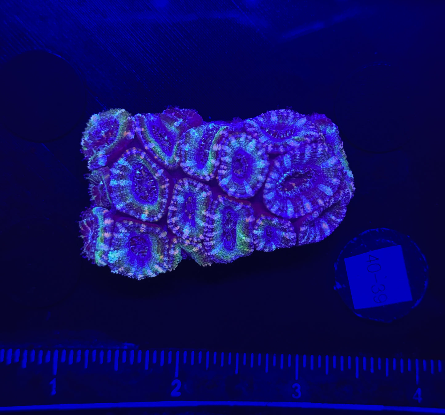 WYSIWYG Green Acan Lord Live Coral Frag SPS LPS for Reef Aquarium Tank