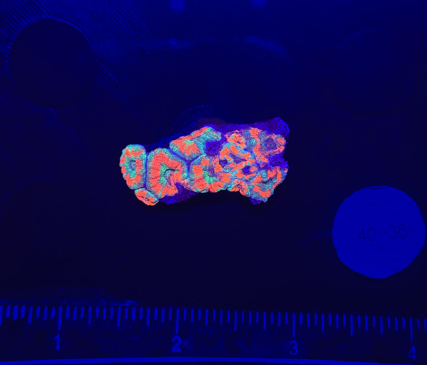WYSIWYG Red Acan Lord Live Coral Frag SPS LPS for Reef Aquarium Tank