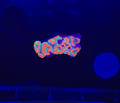 WYSIWYG Red Acan Lord Live Coral Frag SPS LPS for Reef Aquarium Tank