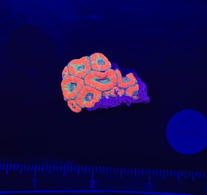 WYSIWYG Red and Green Acan Lord Live Coral Frag Bright LPS for Reef Aquarium