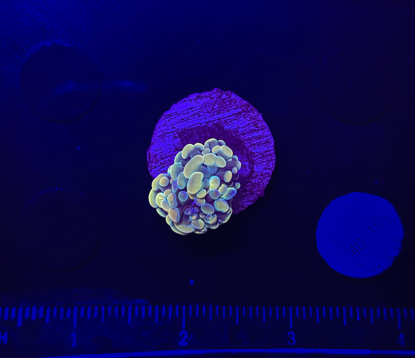 WYSIWYG Gold Branching Hammer Coral – Live LPS Euphyllia for Reef Tank