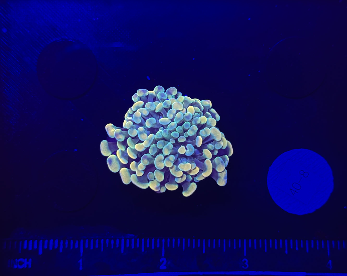 WYSIWYG Gold Branching Hammer Coral – Live LPS Euphyllia for Reef Tank