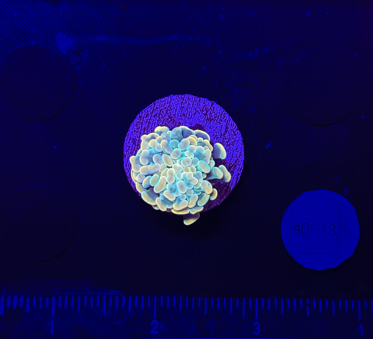 WYSIWYG Gold Branching Hammer Coral – Live LPS Euphyllia for Reef Tank
