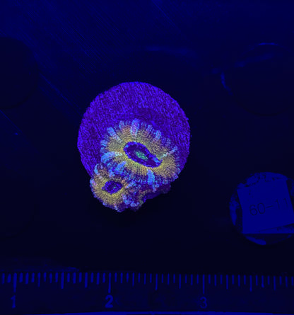 WYSIWYG Rainbow Acan Lord Live Coral Frag Vibrant LPS for Reef Aquarium