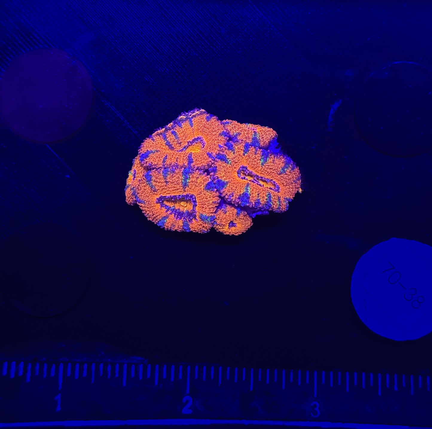 WYSIWYG Rainbow Acan Lord Live Coral Frag Vibrant LPS for Reef Aquarium