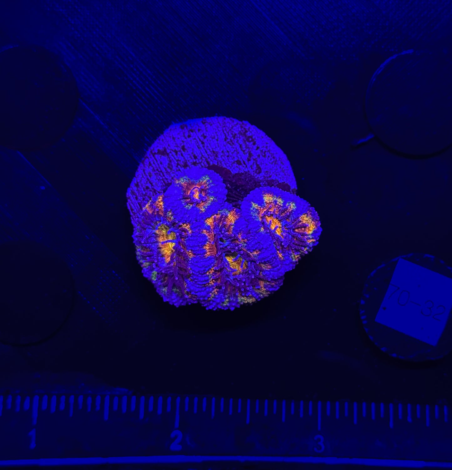 WYSIWYG Rainbow Acan Lord Live Coral Frag Vibrant LPS for Reef Aquarium