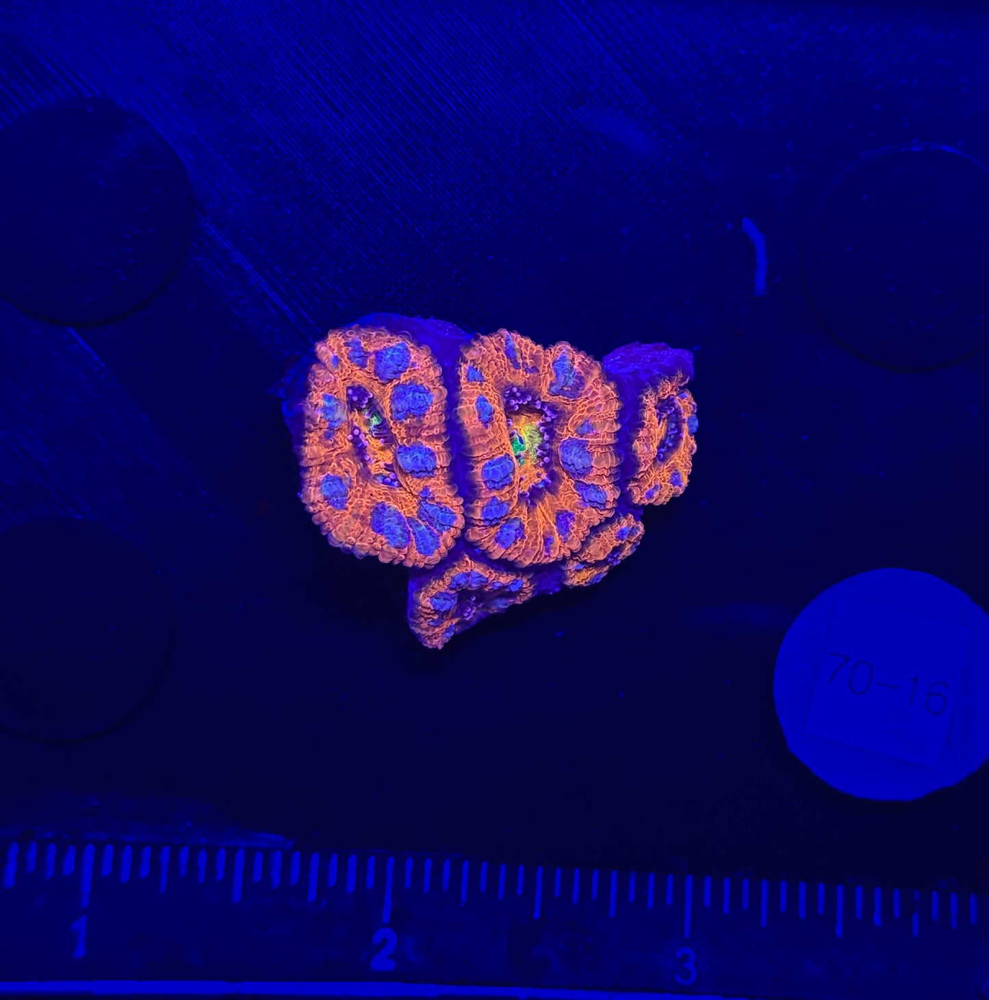 WYSIWYG Rainbow Acan Lord Live Coral Frag Vibrant LPS for Reef Aquarium