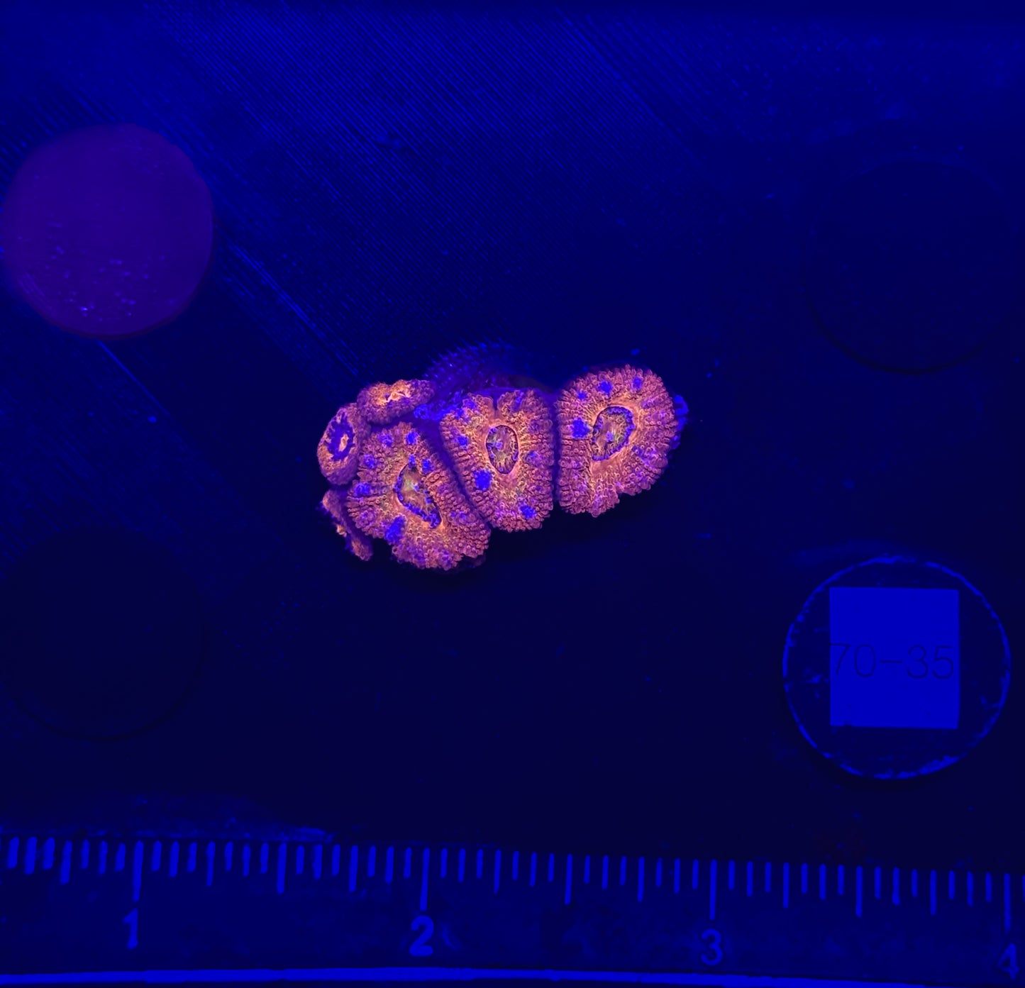 WYSIWYG Rainbow Acan Lord Live Coral Frag Vibrant LPS for Reef Aquarium