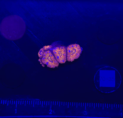 WYSIWYG Rainbow Acan Lord Live Coral Frag Vibrant LPS for Reef Aquarium