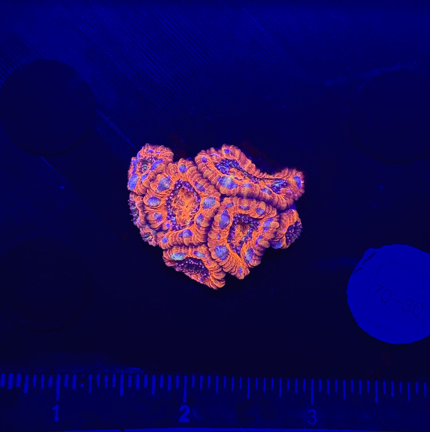 WYSIWYG Rainbow Acan Lord Live Coral Frag Vibrant LPS for Reef Aquarium