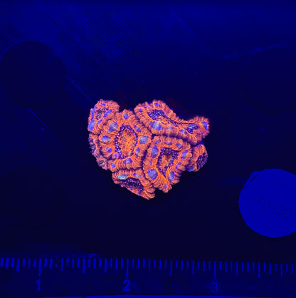 WYSIWYG Rainbow Acan Lord Live Coral Frag Vibrant LPS for Reef Aquarium