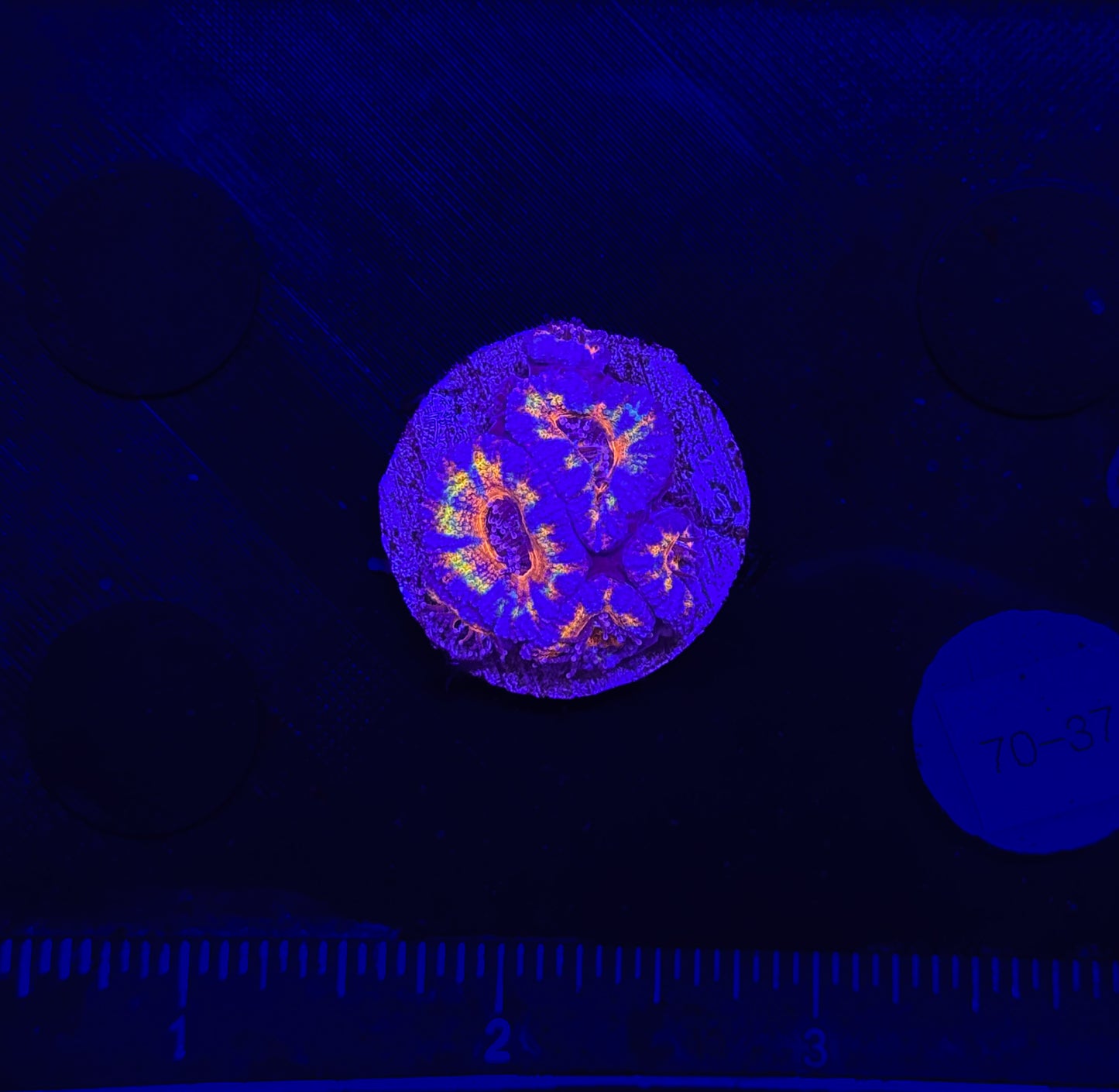 WYSIWYG Rainbow Acan Lord Live Coral Frag Vibrant LPS for Reef Aquarium