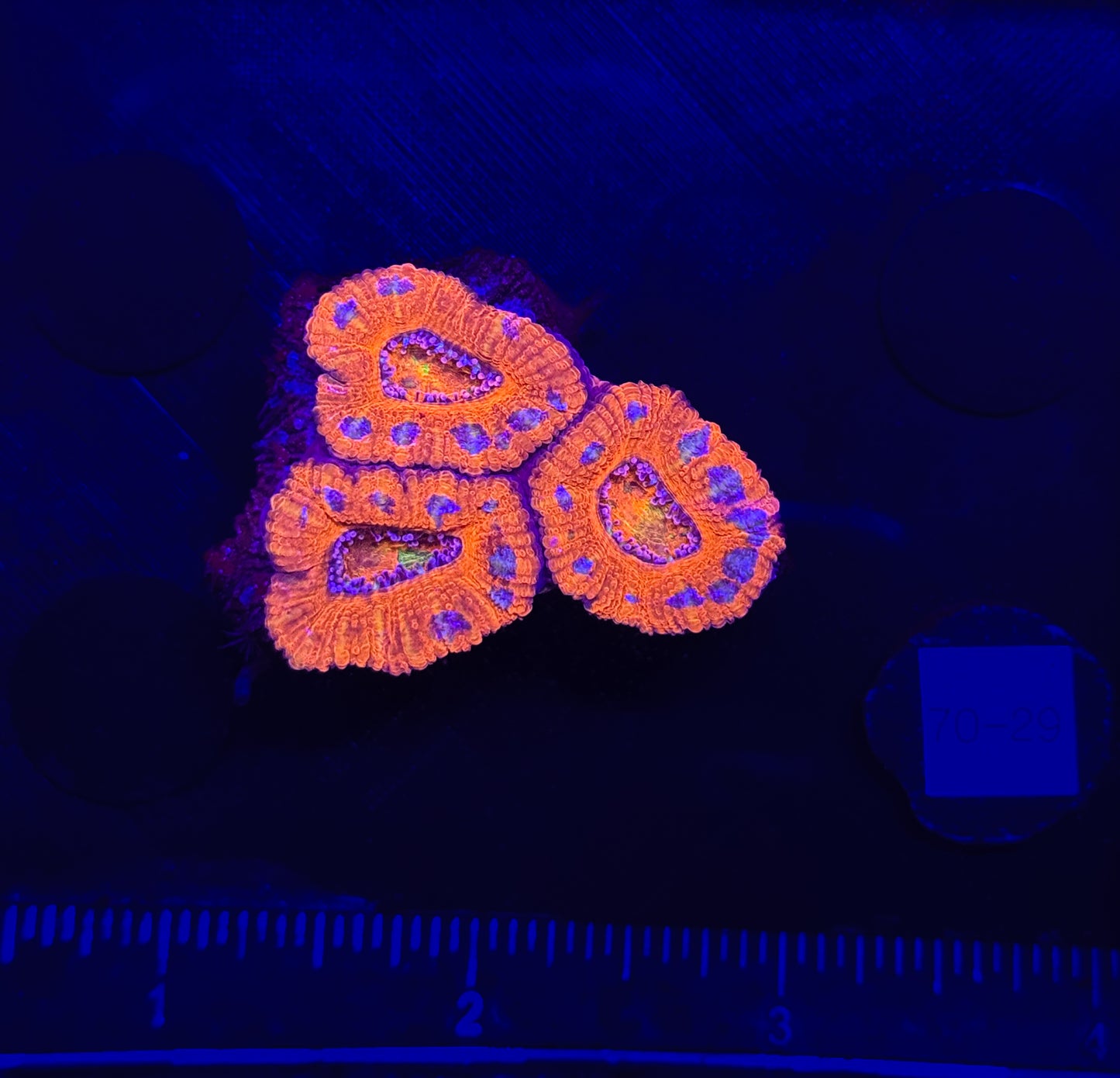 WYSIWYG Rainbow Acan Lord Live Coral Frag Vibrant LPS for Reef Aquarium