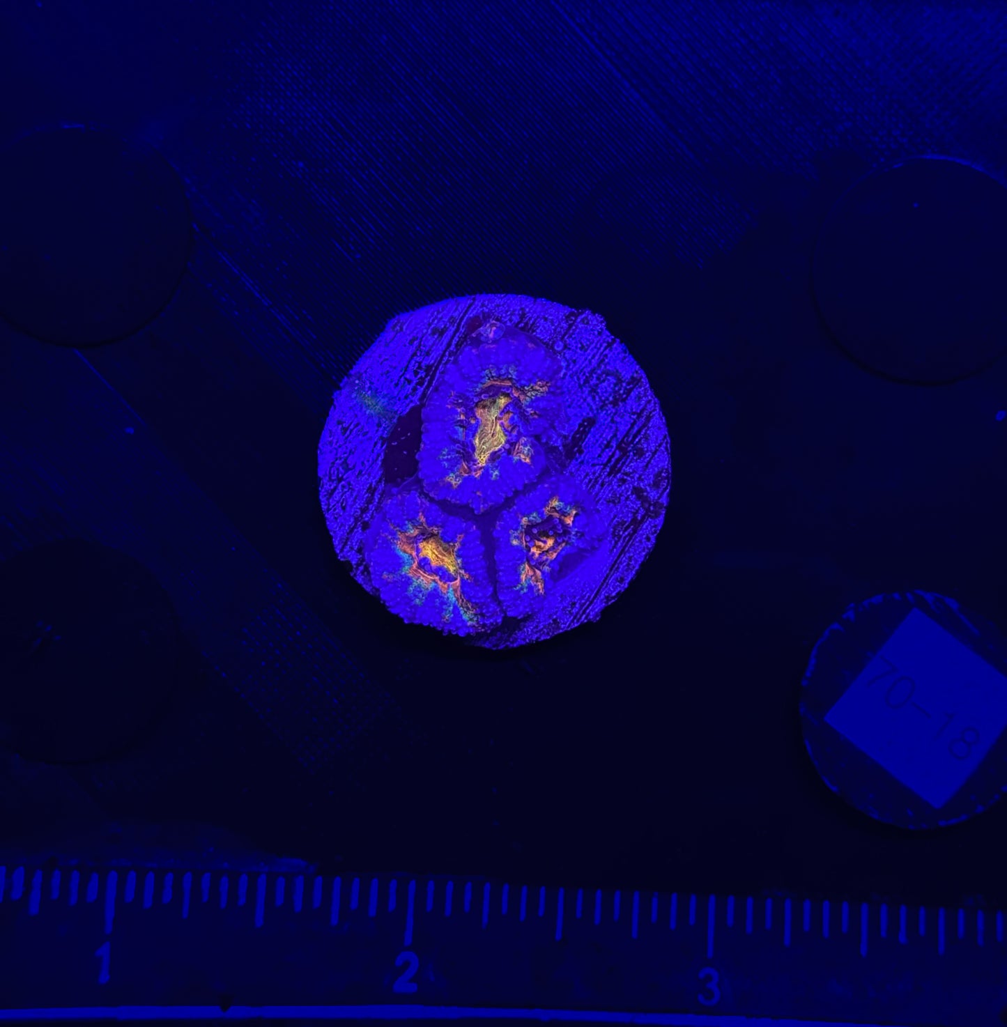WYSIWYG Rainbow Acan Lord Live Coral Frag Vibrant LPS for Reef Aquarium