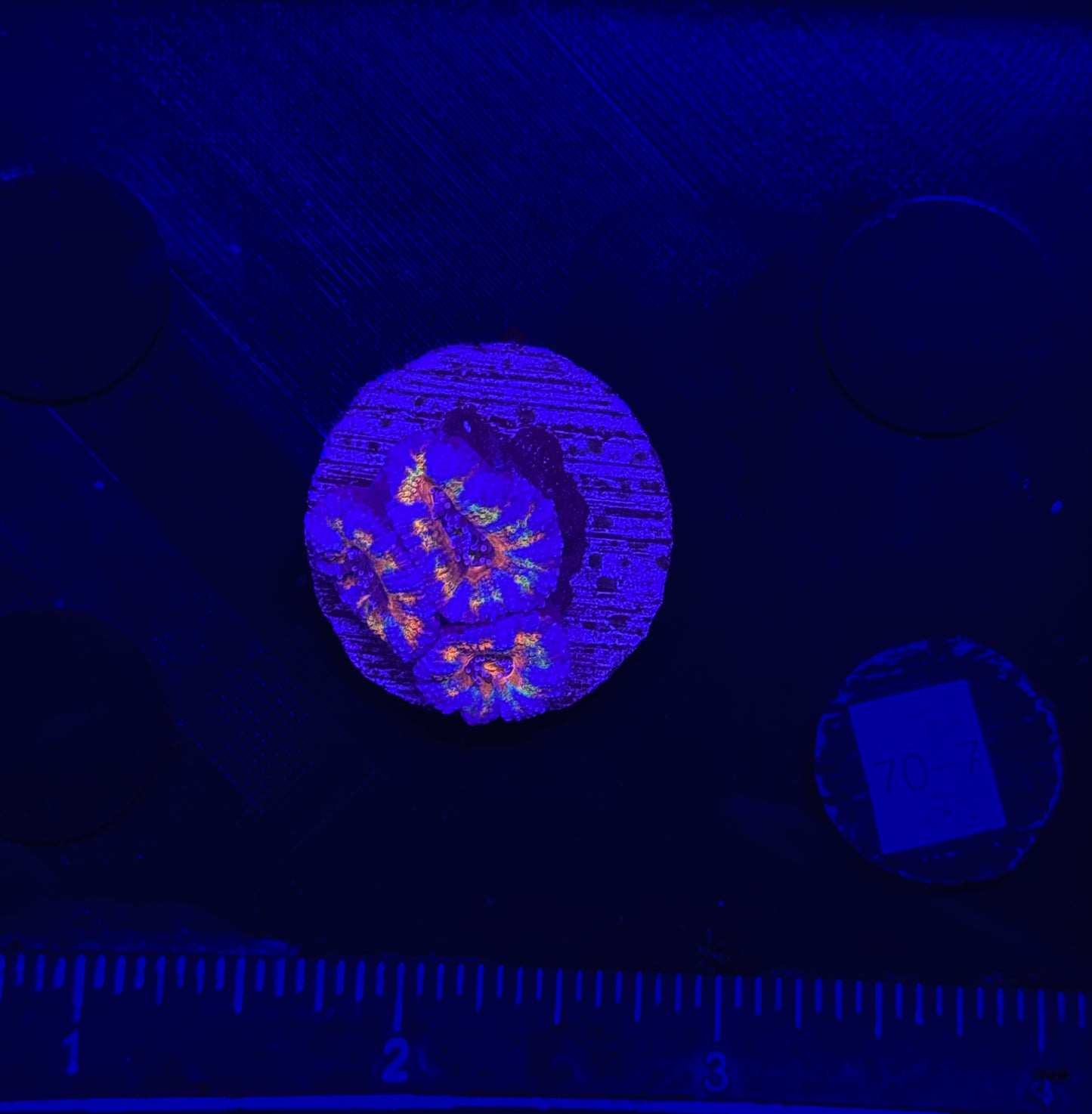 WYSIWYG Rainbow Acan Lord Live Coral Frag Vibrant LPS for Reef Aquarium