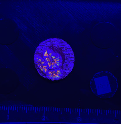 WYSIWYG Rainbow Acan Lord Live Coral Frag Vibrant LPS for Reef Aquarium