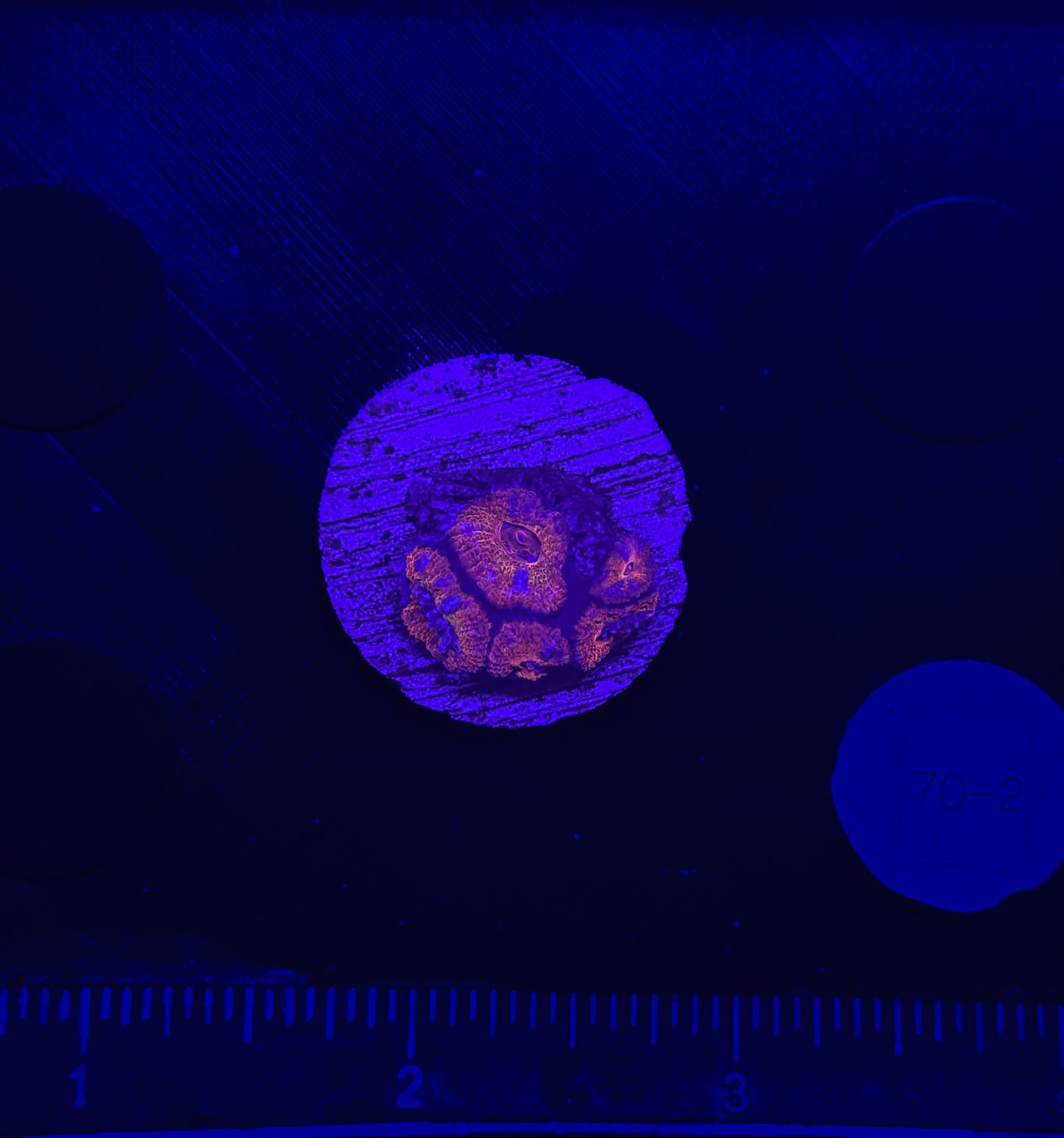 WYSIWYG Rainbow Acan Lord Live Coral Frag Vibrant LPS for Reef Aquarium