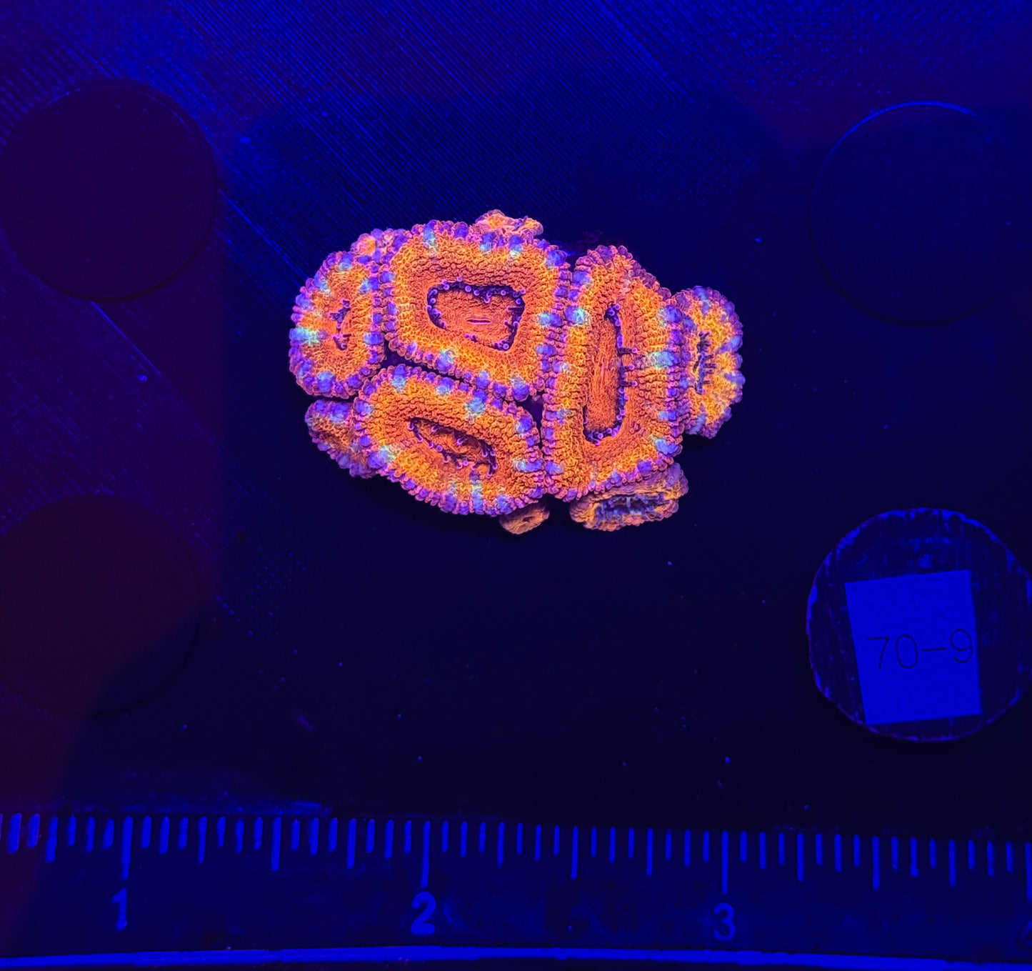 WYSIWYG Rainbow Acan Lord Live Coral Frag Vibrant LPS for Reef Aquarium