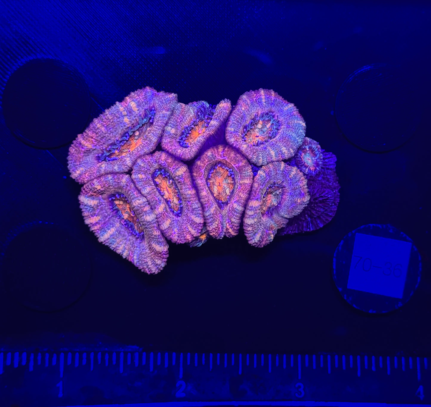 WYSIWYG Red Acan Lord Live Coral Frag SPS LPS for Reef Aquarium Tank
