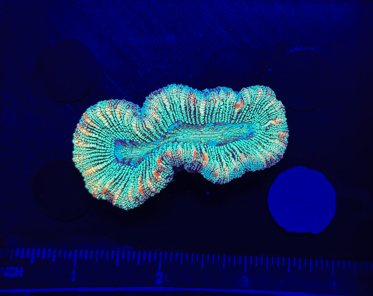 WYSIWYG Rainbow Wellsophyllia Small