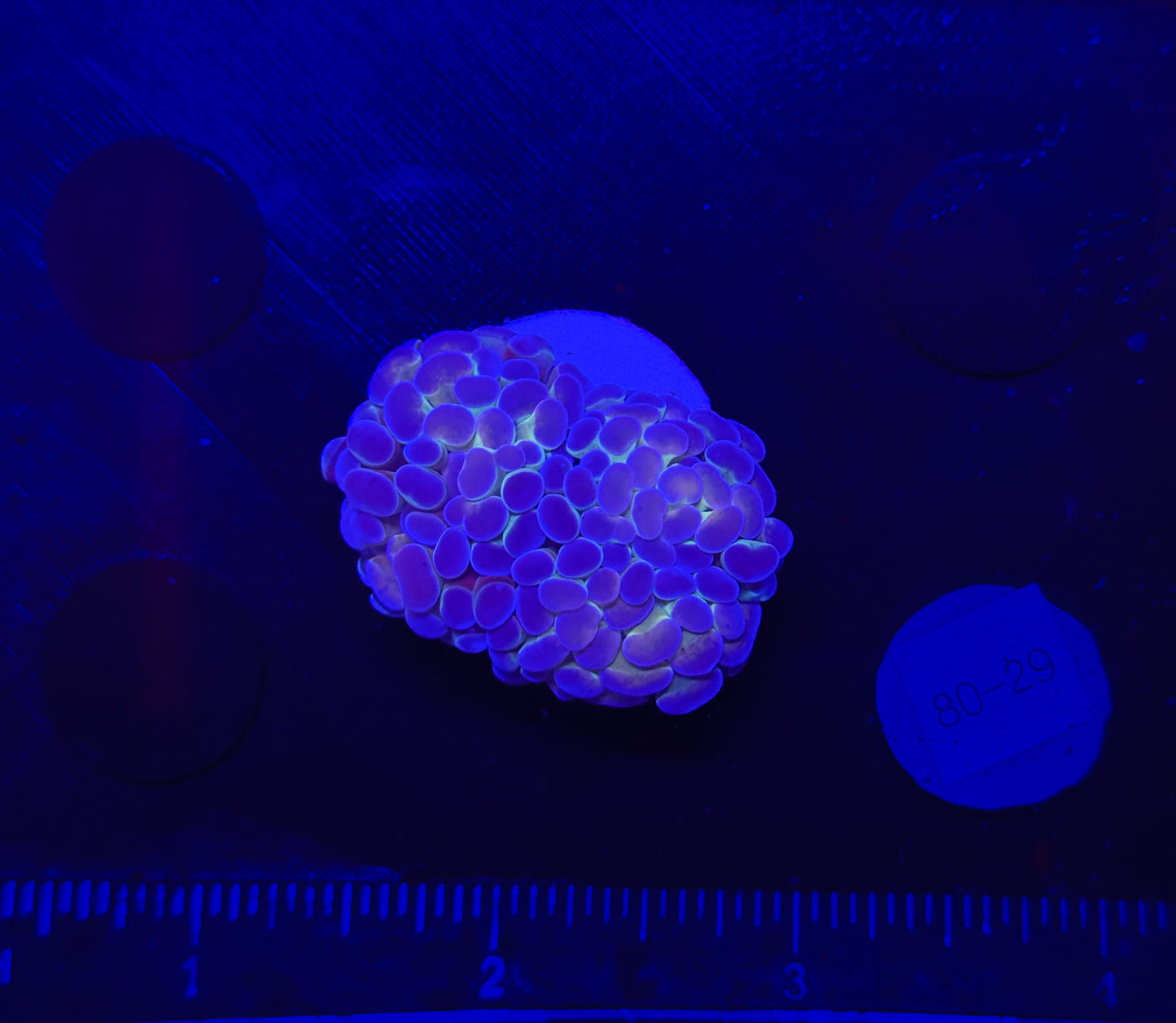 WYSIWYG Hologram Branching Hammer Live Coral – LPS Saltwater Aquarium