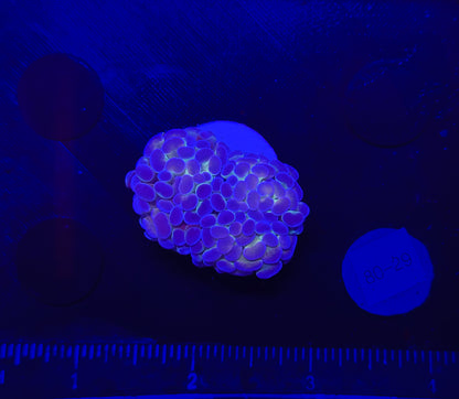 WYSIWYG Hologram Branching Hammer Live Coral – LPS Saltwater Aquarium