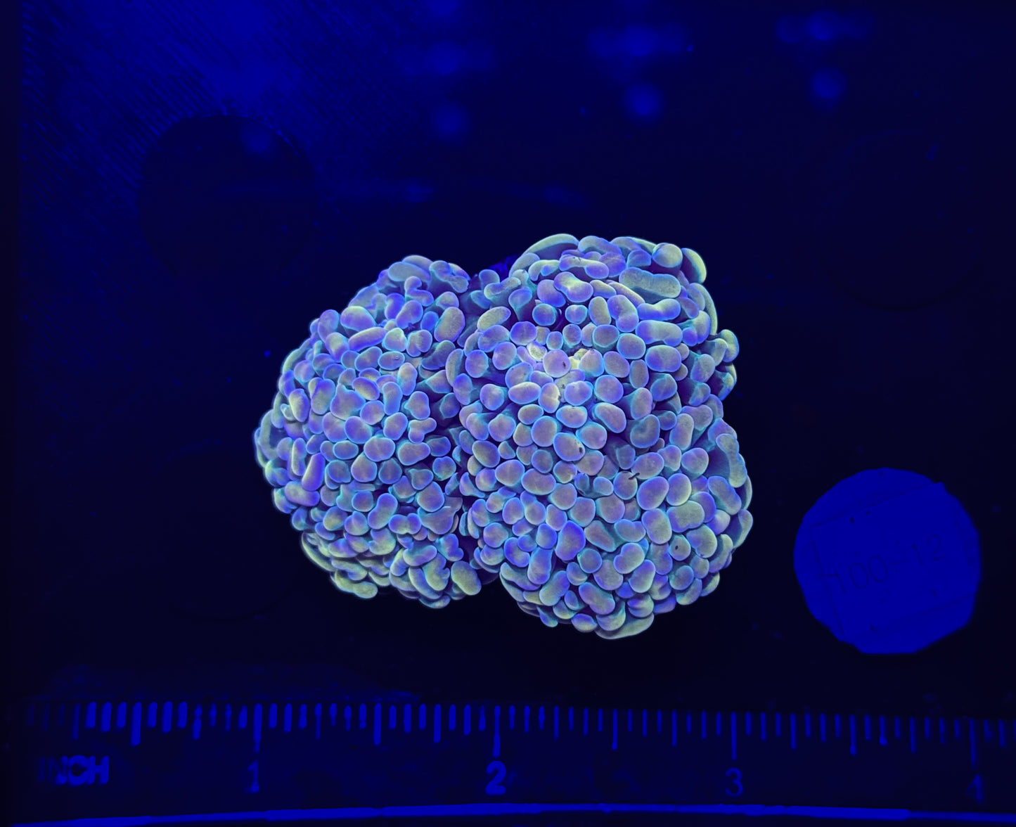WYSIWYG Hologram Branching Hammer Live Coral – LPS Saltwater Aquarium