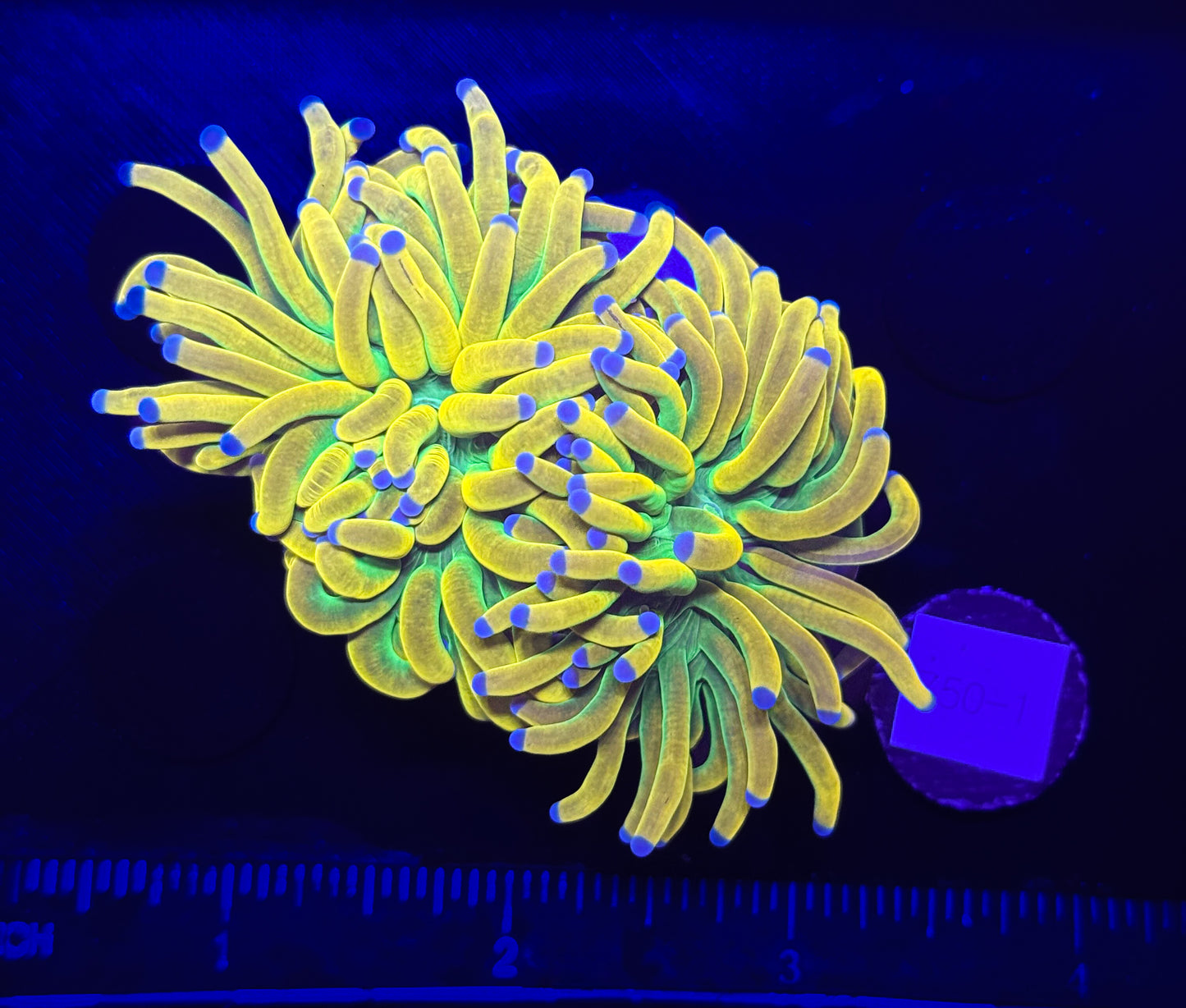 WYSIWYG Holy Grail Torch Live Coral – Frag Euphyllia LPS for Reef Aquarium