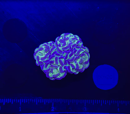 WYSIWYG Bicolor Branching Hammer Coral – Live LPS Euphyllia for Reef Tank