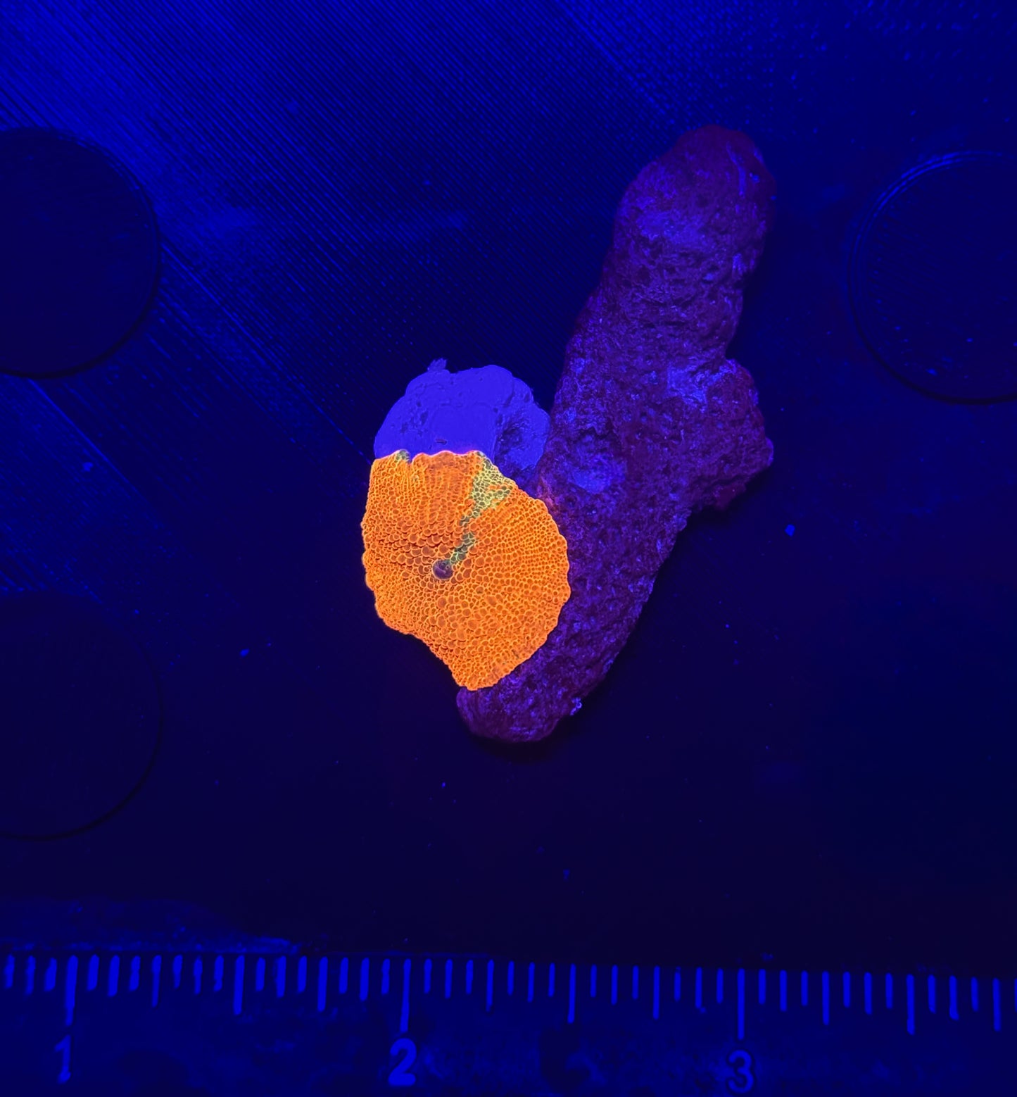 WYSIWYG Candy Crush Mushroom Discosoma 1” – Live Saltwater Coral Frag