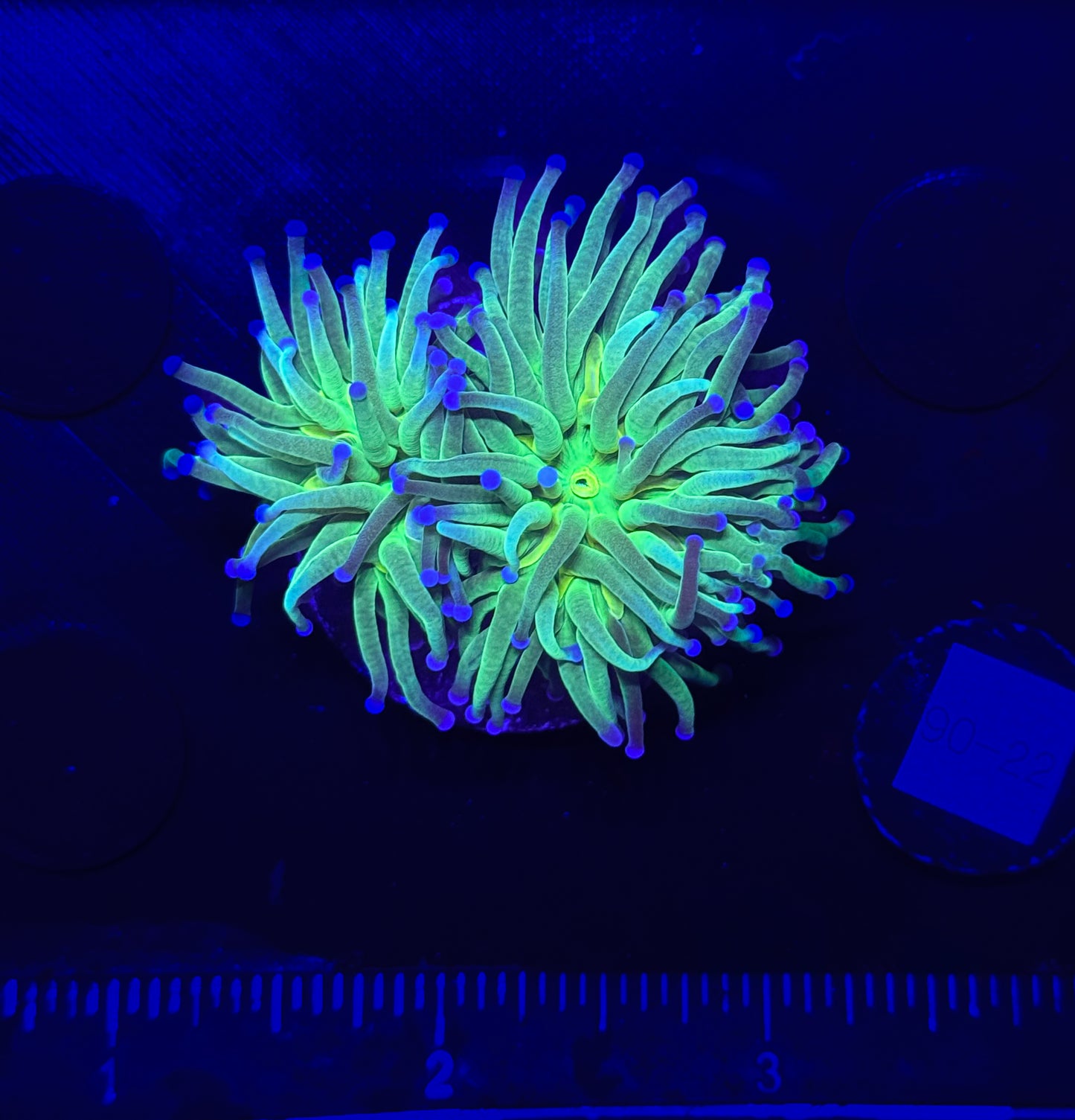 WYSIWYG Cotton Candy Torch Live Coral – LPS Frag with Pink and Blue Tips