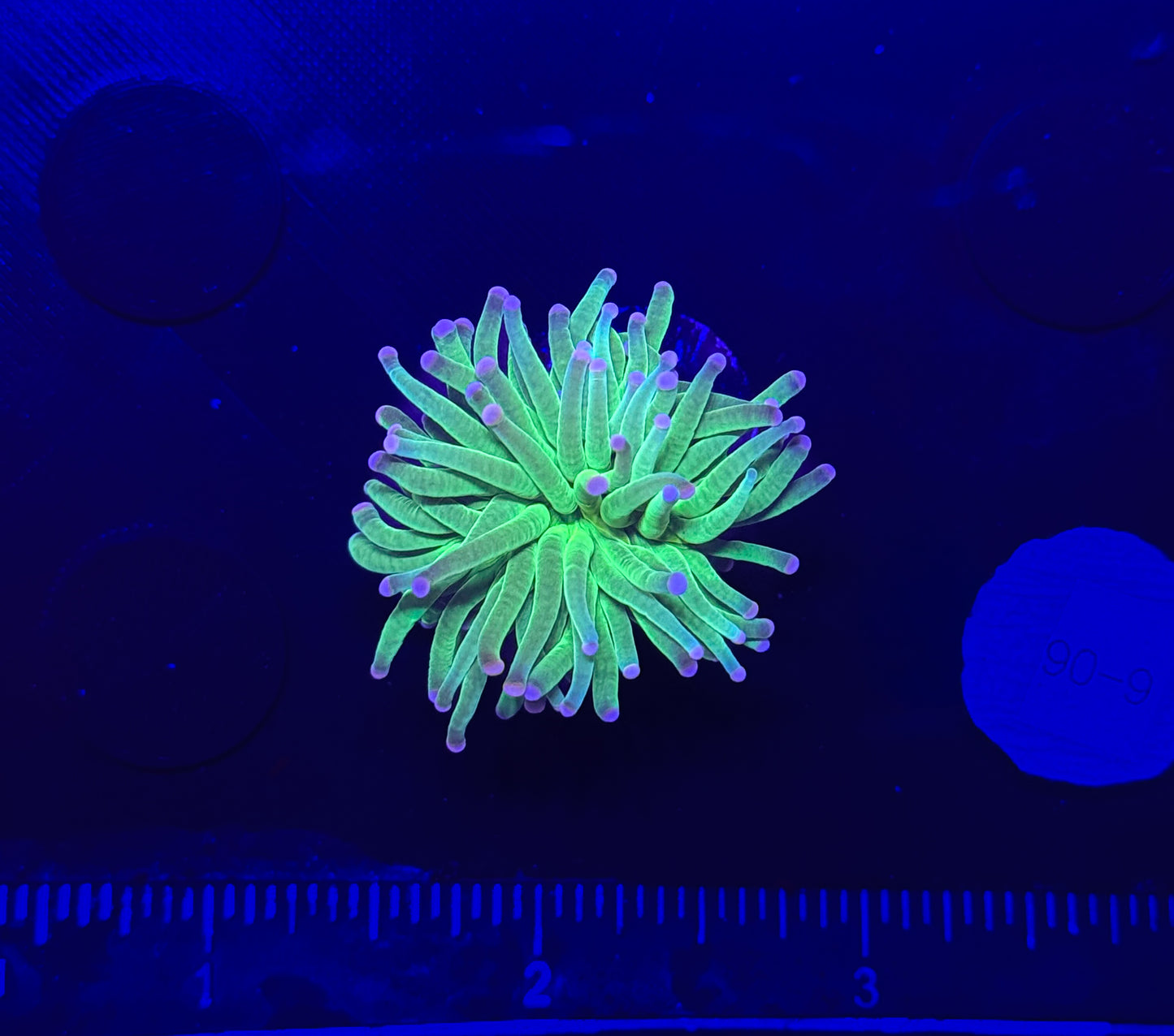 WYSIWYG Cotton Candy Torch Live Coral – LPS Frag with Pink and Blue Tips