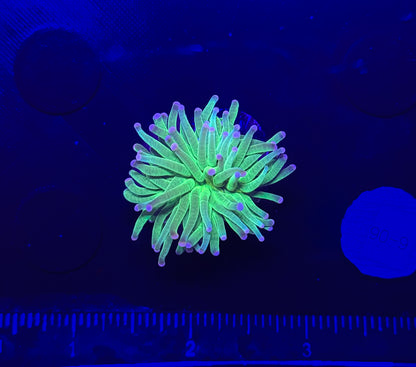 WYSIWYG Cotton Candy Torch Live Coral – LPS Frag with Pink and Blue Tips