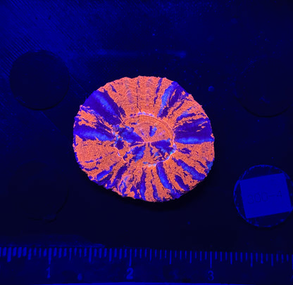 WYSIWYG Ultra War Paint Scolymia – Live Saltwater LPS Coral Scoly