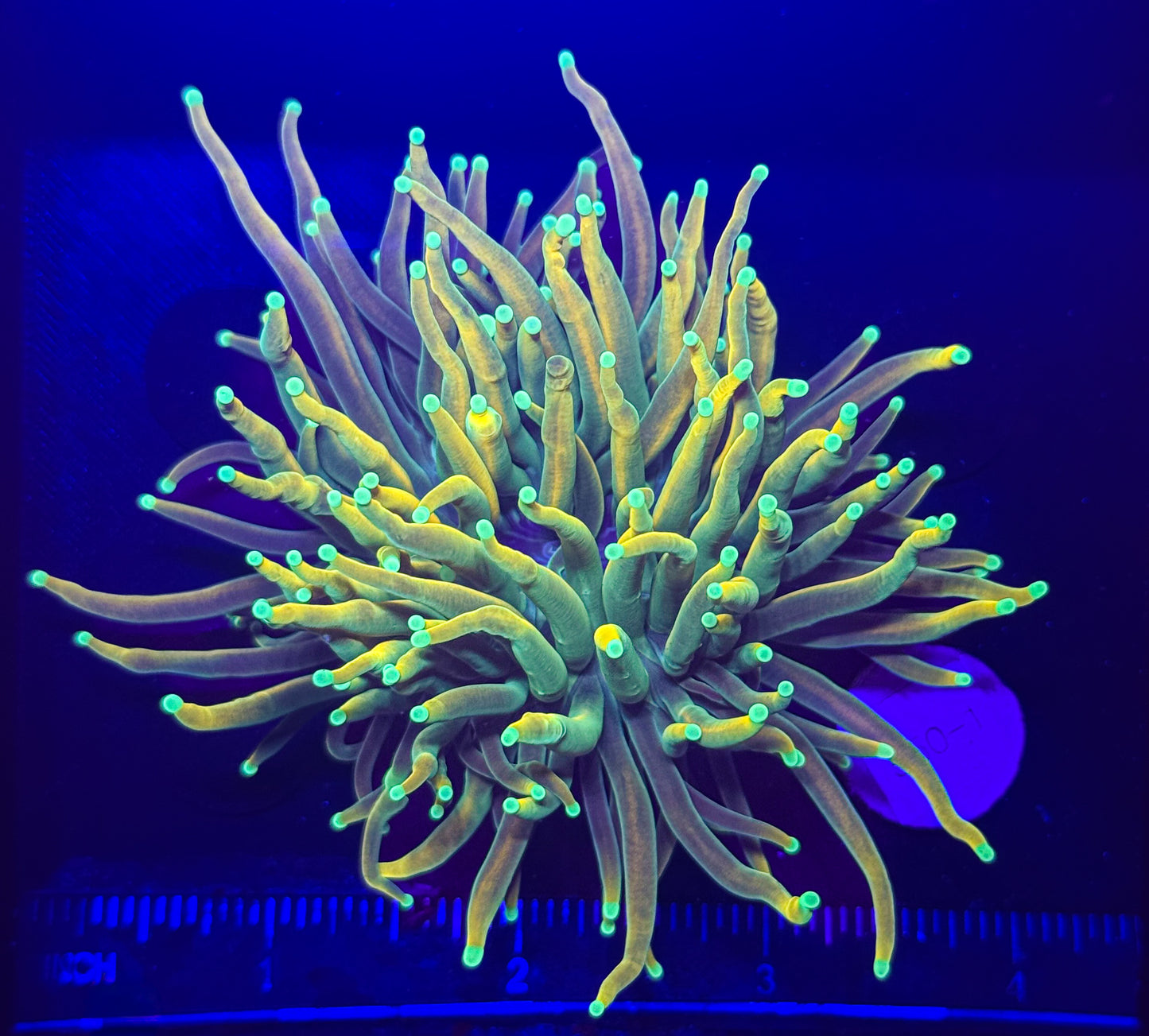 WYSIWYG OG Master Torch Live Coral – LPS Frag Reef Tank
