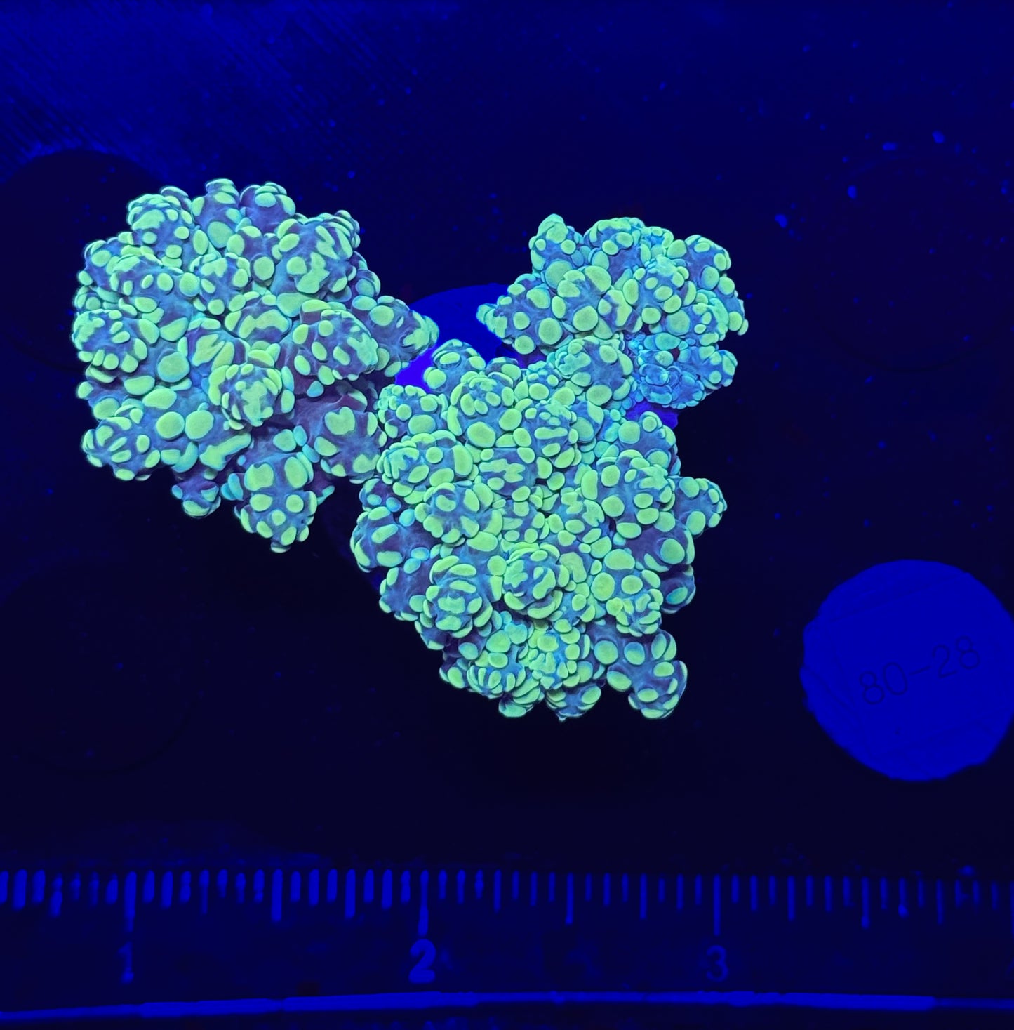 WYSIWYG Bicolor Frogspawn Live LPS Frag Coral Saltwater Reef Aquarium