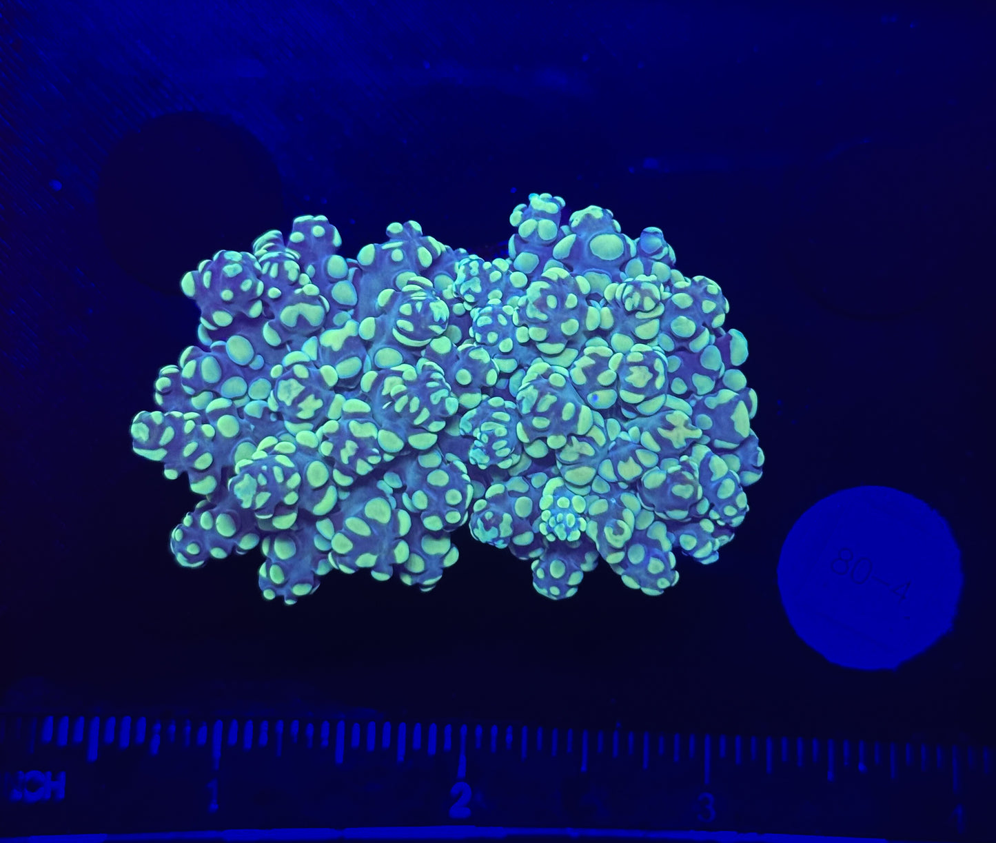 WYSIWYG Bicolor Frogspawn Live LPS Frag Coral Saltwater Reef Aquarium