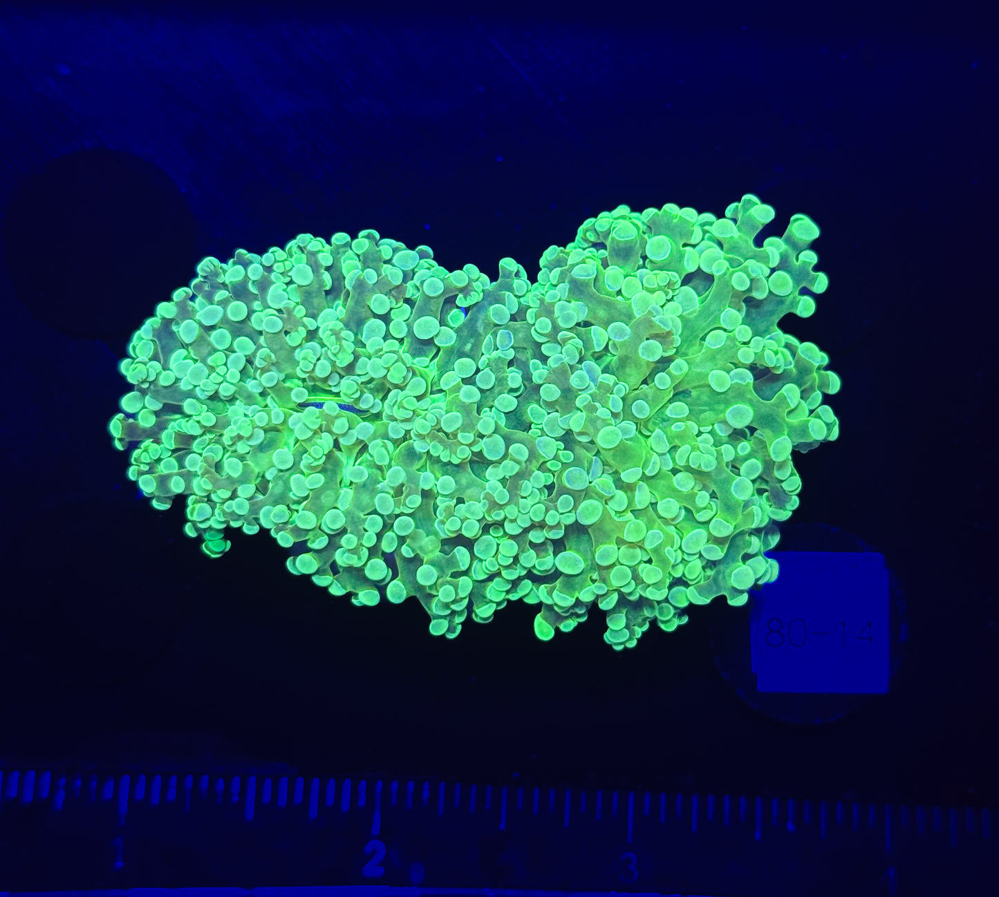WYSIWYG Neon Green Frogspawn Live LPS Frag Coral Saltwater Reef Aquarium