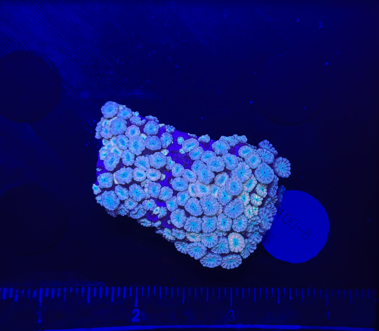 WYSIWYG Pink Alveopora Frag Live Coral – LPS for Saltwater Reef Aquarium