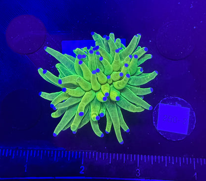 WYSIWYG Holy Grail Torch Live Coral – Frag Euphyllia LPS for Reef Aquarium
