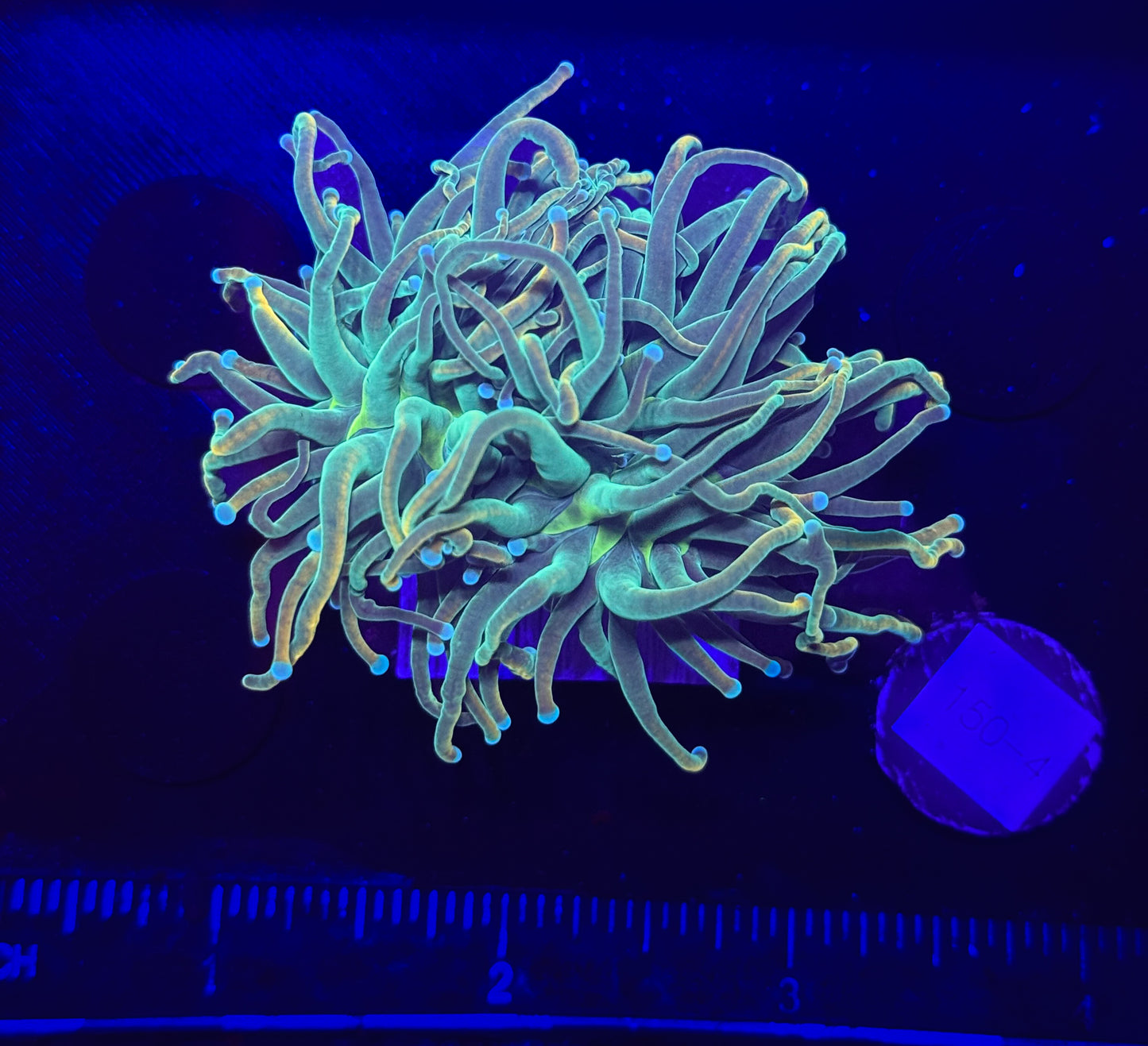 WYSIWYG OG Master Torch Live Coral – Frag Euphyllia LPS for Reef Aquarium