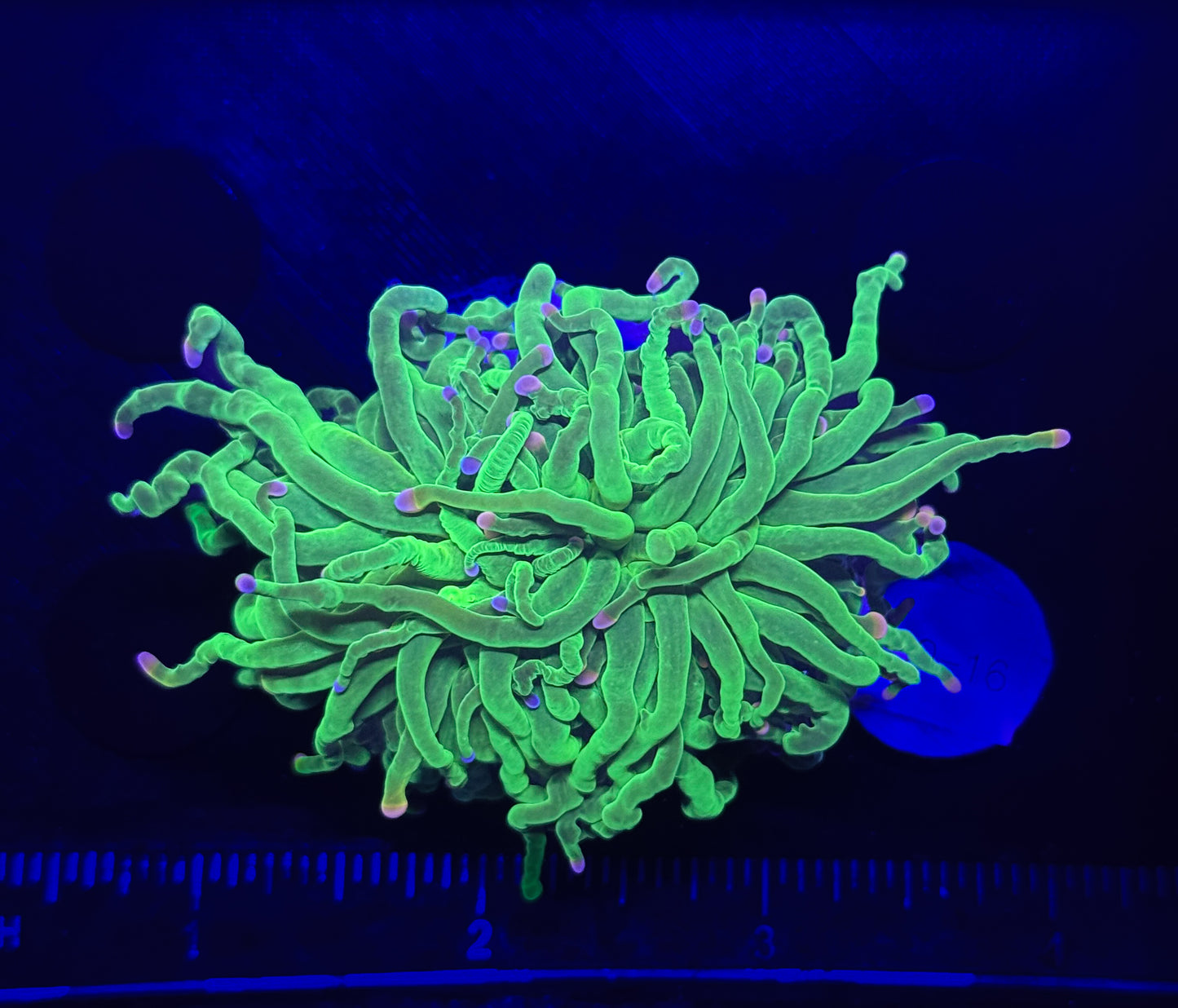 WYSIWYG Cotton Candy Torch Live Coral – LPS Frag with Pink and Blue Tips