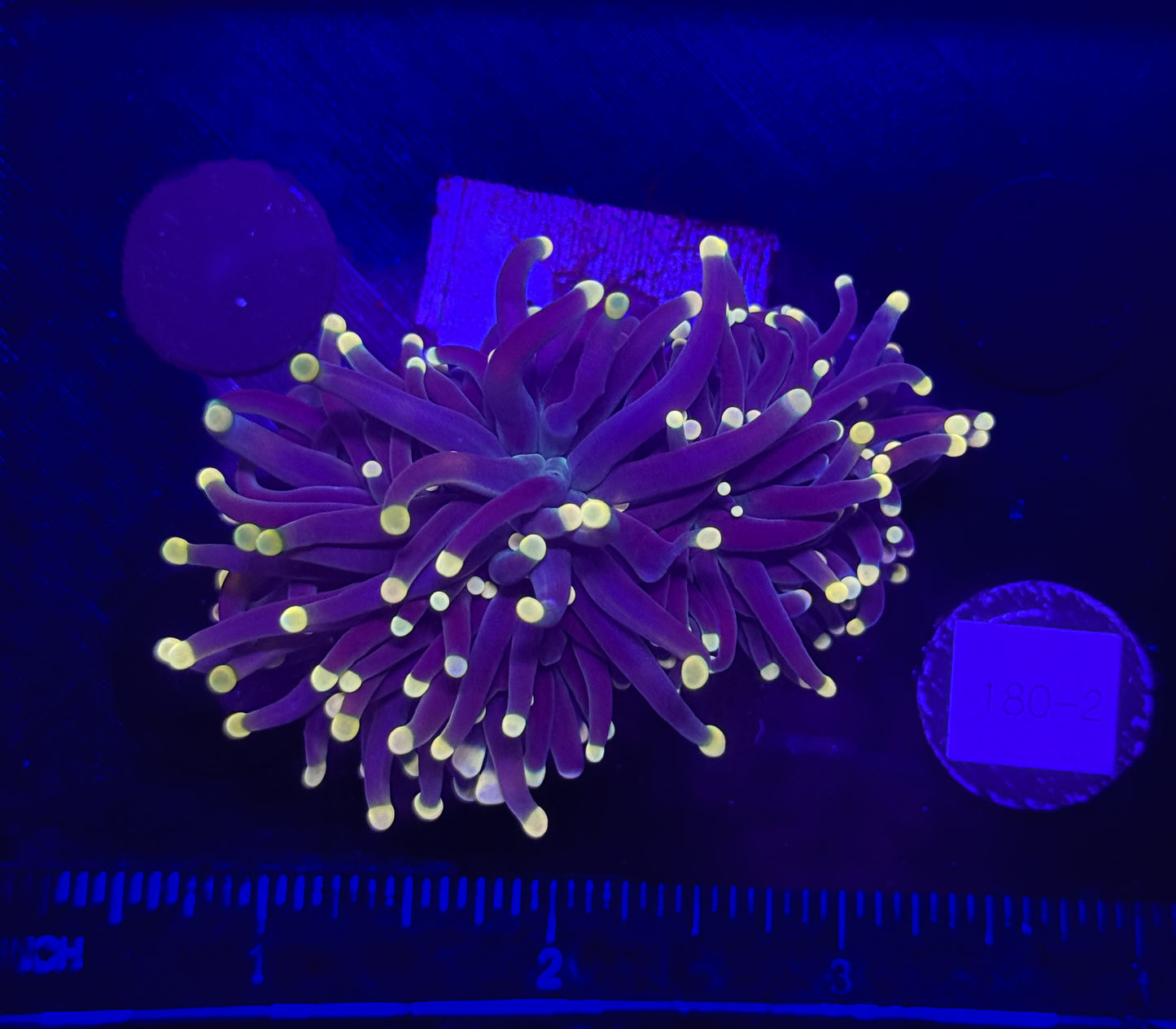 WYSIWYG Rasta Torch Live Coral Frag – Ultra Bright LPS for Saltwater Reef Tank
