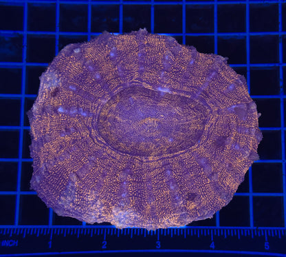 WYSIWYG Red Acanthophyllia Meat Coral Live LPS Reef Aquarium Showpiece