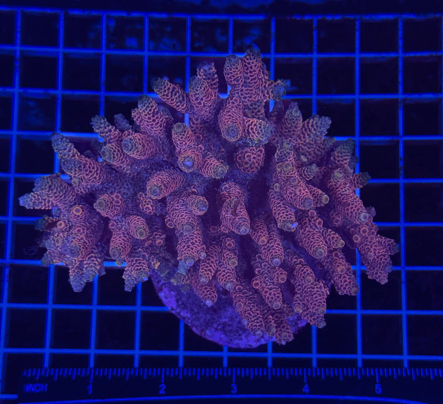 WYSIWYG Acropora Tenuis Live Coral – SPS Acro for Saltwater Reef Aquarium