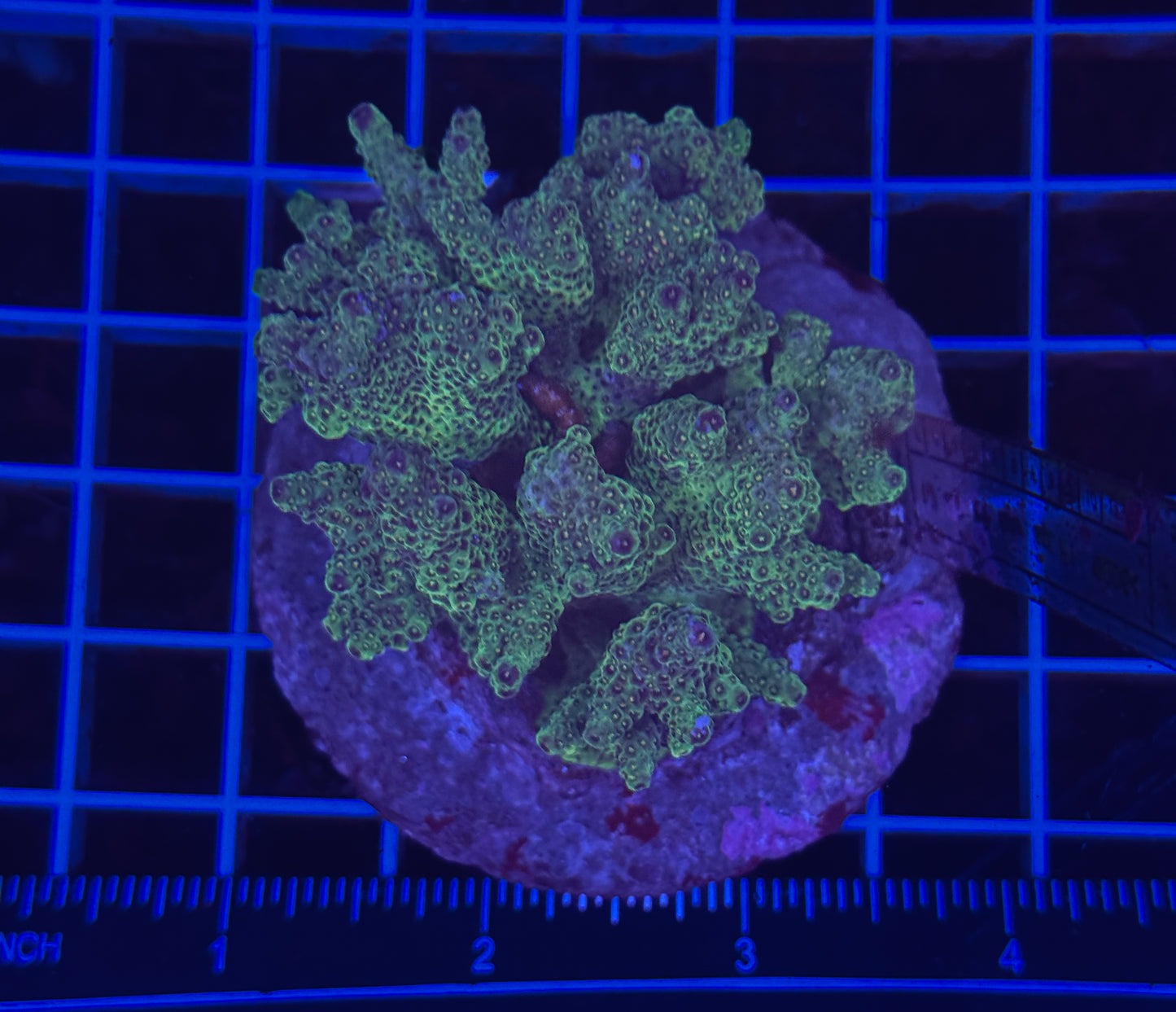 WYSIWYG Green Acropora Live Coral – SPS Acro for Saltwater Reef Aquarium