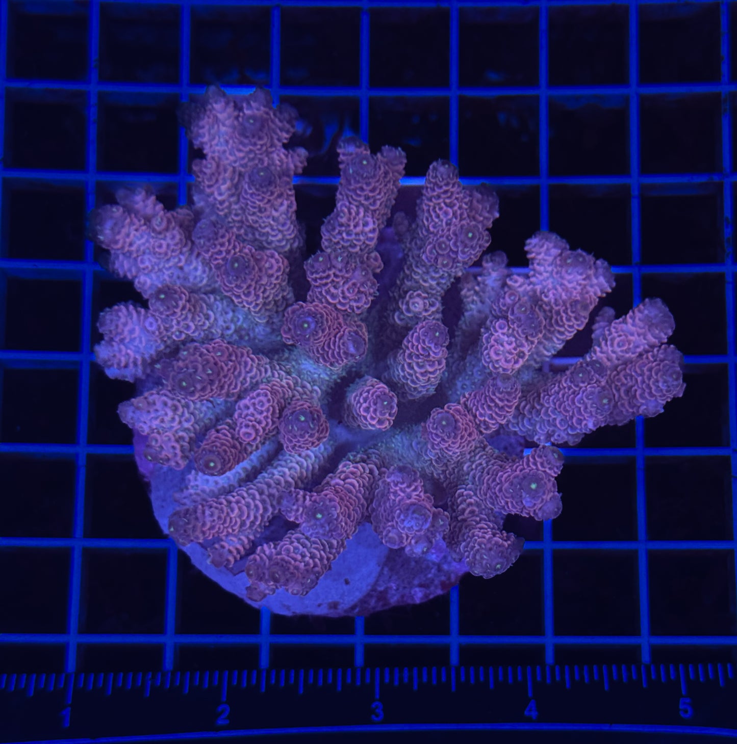 WYSIWYG Acropora Tenuis Live Coral – SPS Acro for Saltwater Reef Aquarium