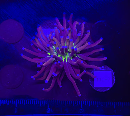 WYSIWYG NY Knicks Torch Live Coral Frag – Ultra Bright LPS for Saltwater Reef Tank