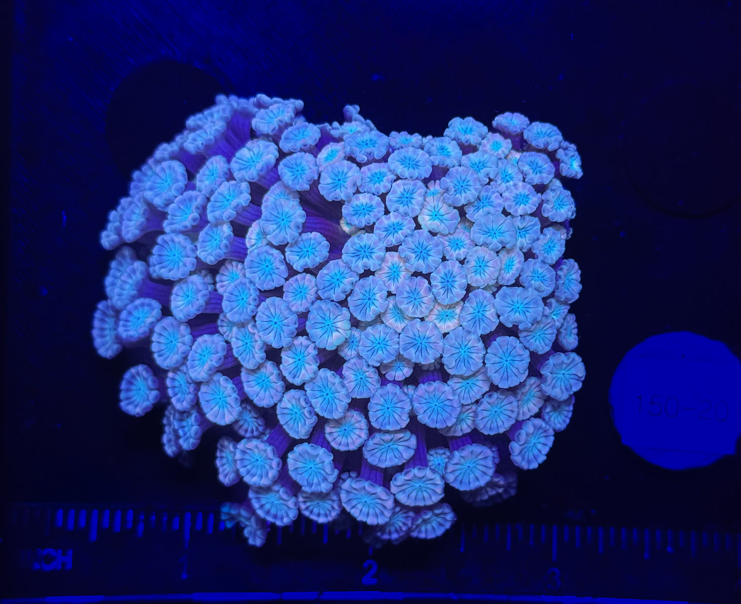 WYSIWYG Pink Alveopora Frag Live Coral – LPS for Saltwater Reef Aquarium