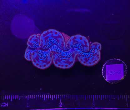 WYSIWYG Blue Tridacna Maxima Clam – Live Saltwater Clam for Reef Tank